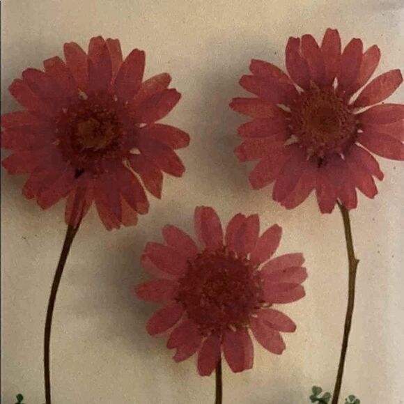 iPhone 6 Plus CLEAR SNAP Case w pressed flowers - Picture 2 of 7